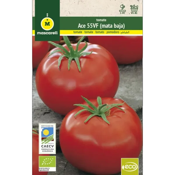 Tomate ACE 55 VF