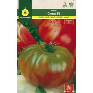 Tomate Olympe F1