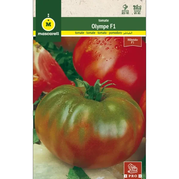 Tomate Olympe F1