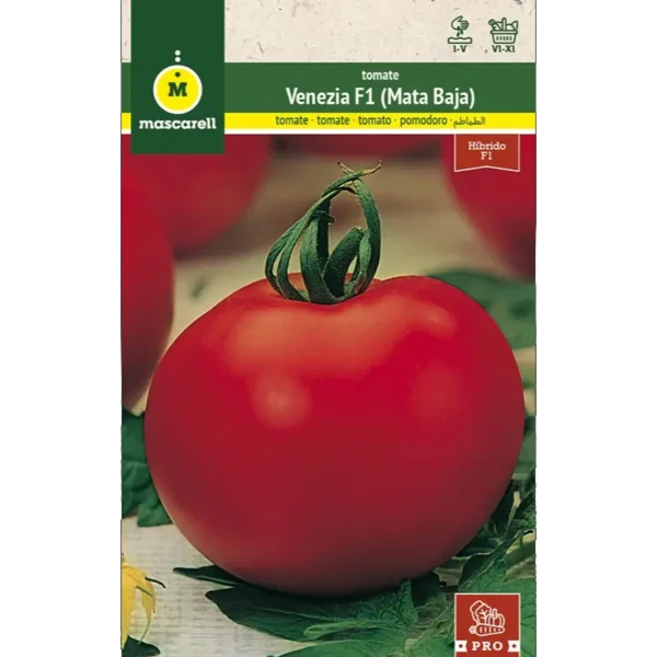 Tomate Venezia F1