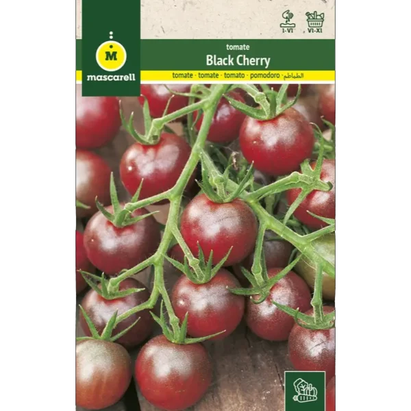Tomate black cherry