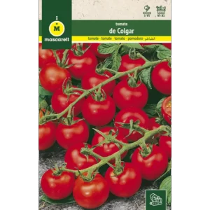 Tomate de colgar