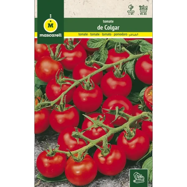 Tomate de colgar