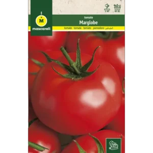 Tomate marglobe