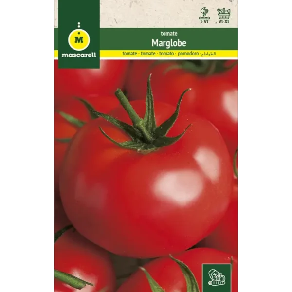 Tomate marglobe