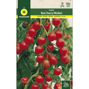 Tomate minibel