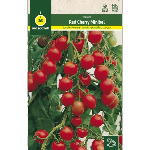 Tomate minibel
