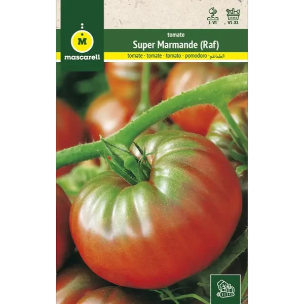 Tomate super marmande