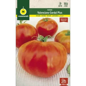 Tomate valenciano gordal
