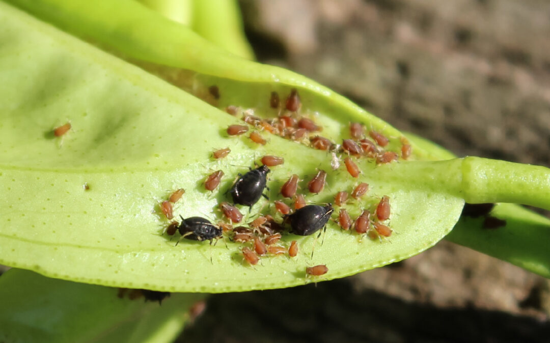 Los Distintos Tipos de Pulgones de las Plantas y Cómo Eliminarlos