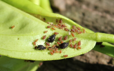 Los Distintos Tipos de Pulgones de las Plantas y Cómo Eliminarlos