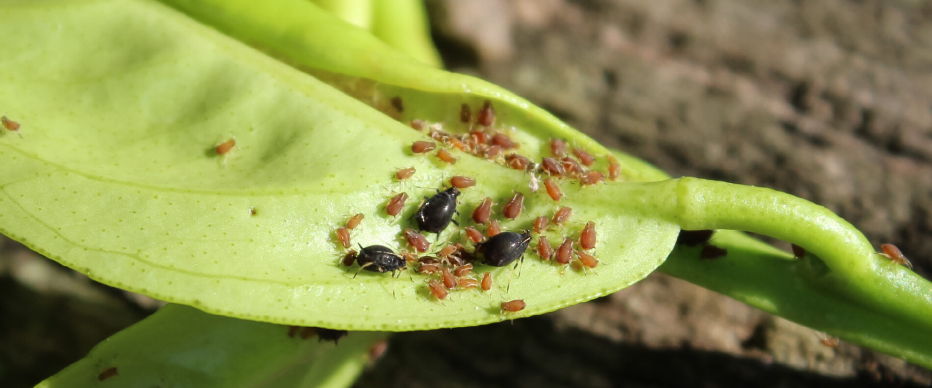 Los Distintos Tipos de Pulgones de las Plantas y Cómo Eliminarlos