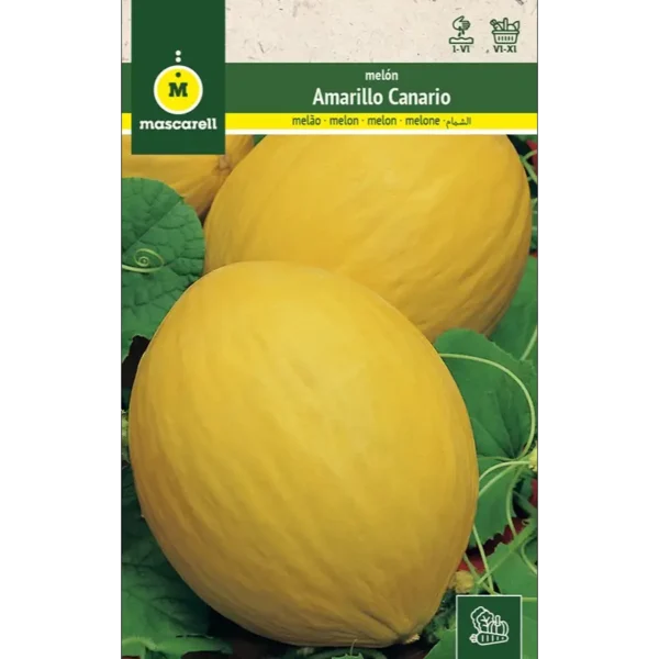 Melón amarillo canario