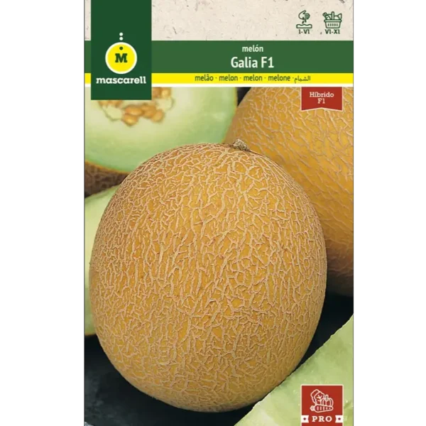 Melón Galia f1