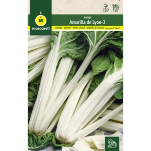 Acelga amarilla de Lyon
