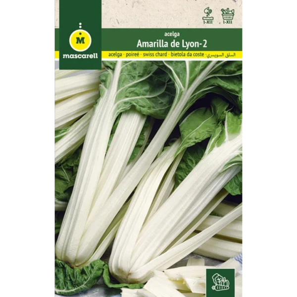 Acelga amarilla de Lyon