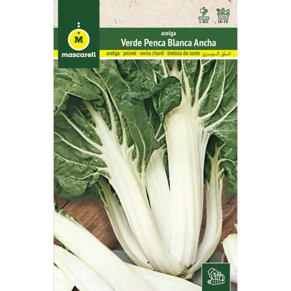 Acelga verde penca blanca ancha