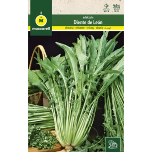 Achicoria diente de león