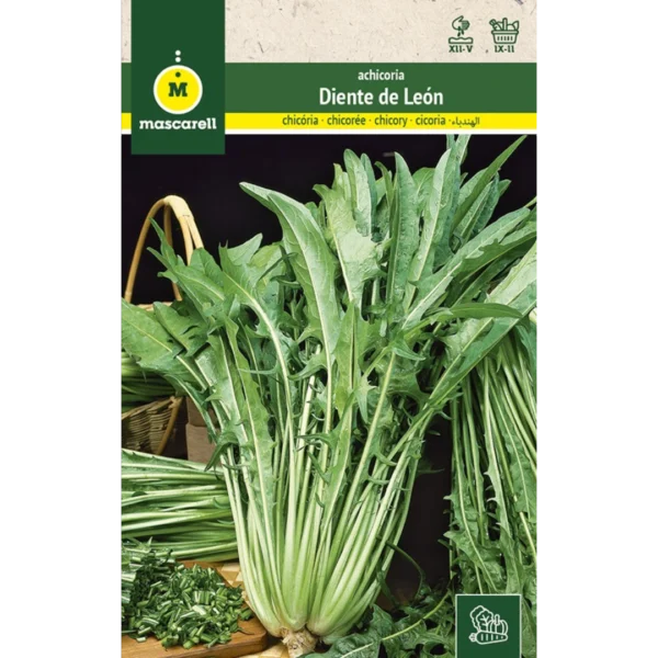 Achicoria diente de león
