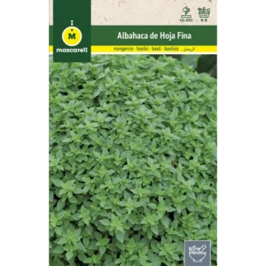 albahaca de hoja fina
