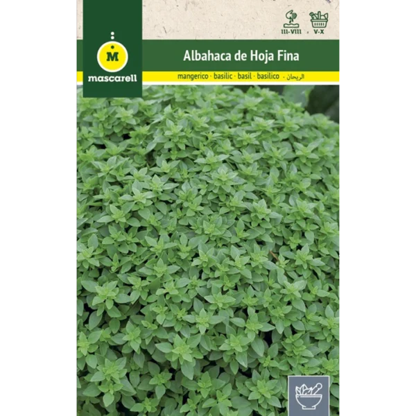 albahaca de hoja fina
