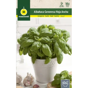 Albaha genovesa de hoja ancha