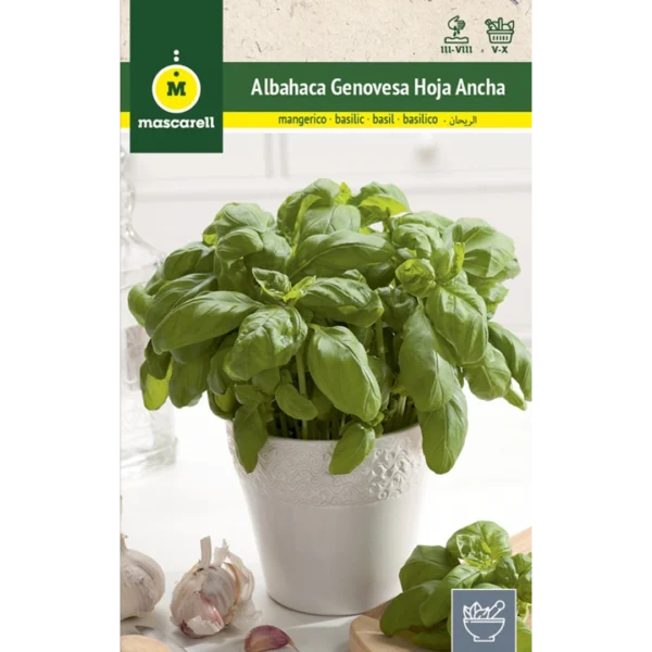 Albaha genovesa de hoja ancha