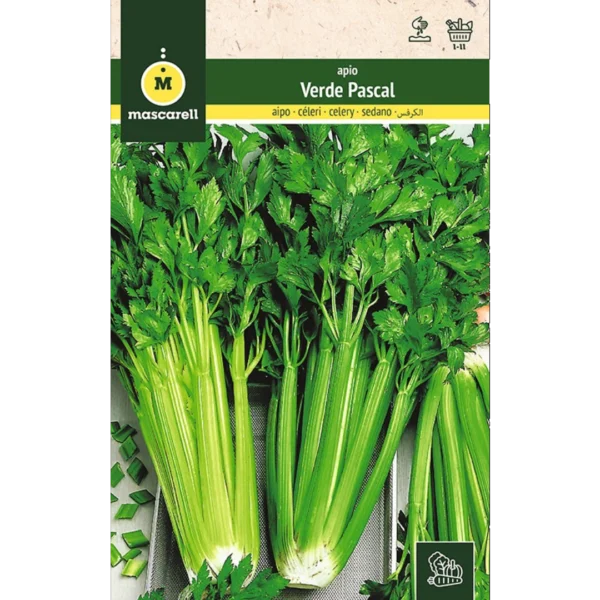 Apio verde pascal