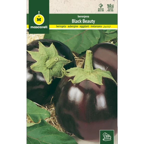 Berenjena black beauty