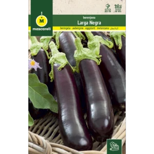 Berenjena larga negra