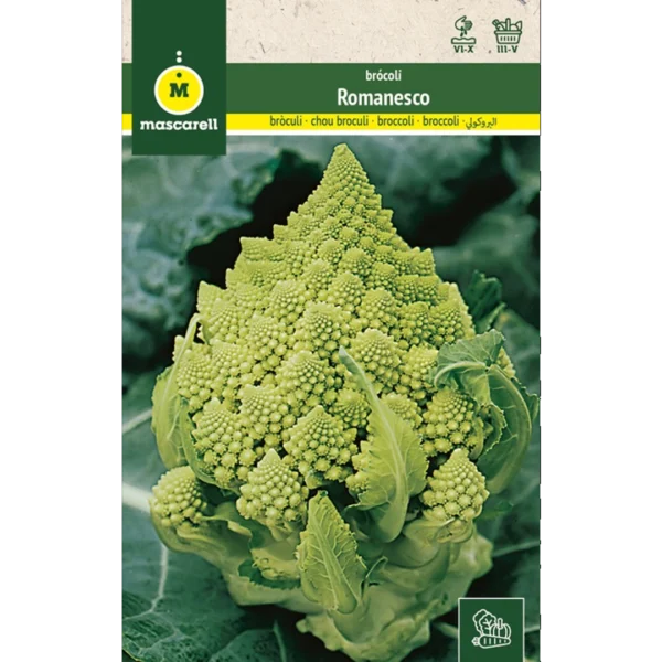 Brócoli romanesco