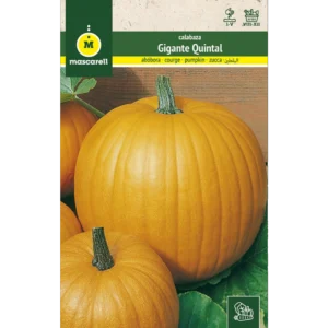 Calabaza gigante quintal