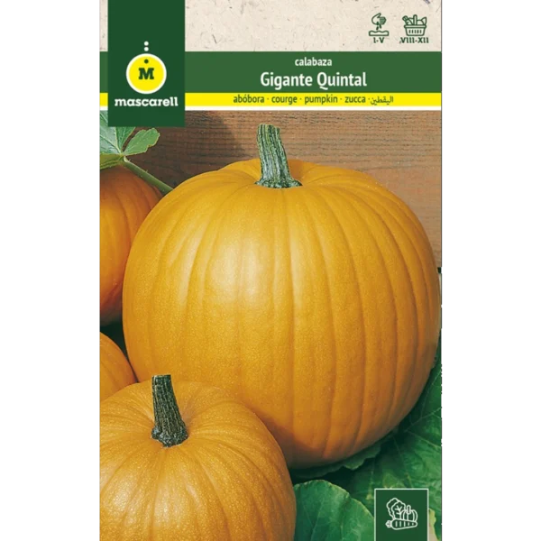 Calabaza gigante quintal