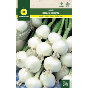 Cebolla blanca barletta