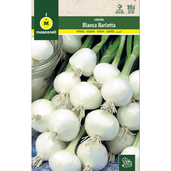 Cebolla blanca barletta