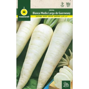 Chirivía blanca medio larga de Guernsey