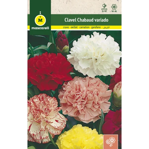 Clavel chabaud variado