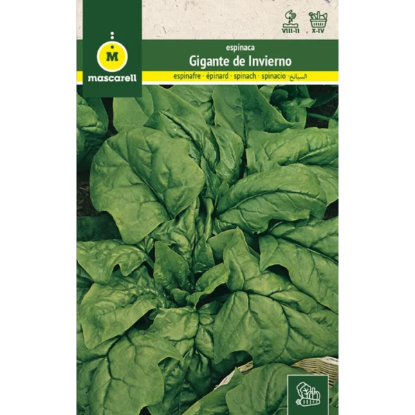 Espinaca gigante de invierno