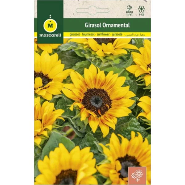 Girasol ornamental