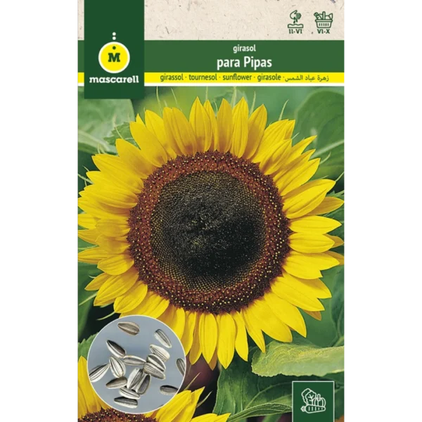 Girasol para pipas