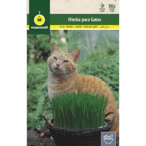 Hierba para gatos