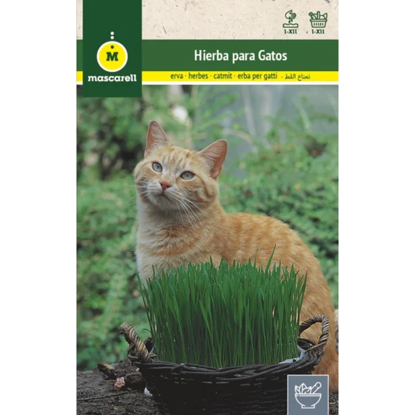 Hierba para gatos