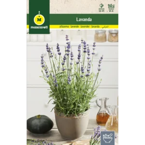 Lavanda