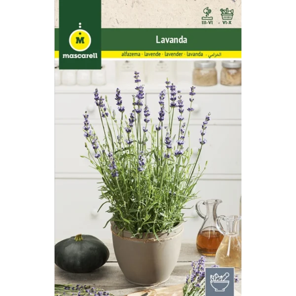 Lavanda