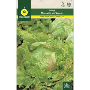 Lechuga maravilla de verano
