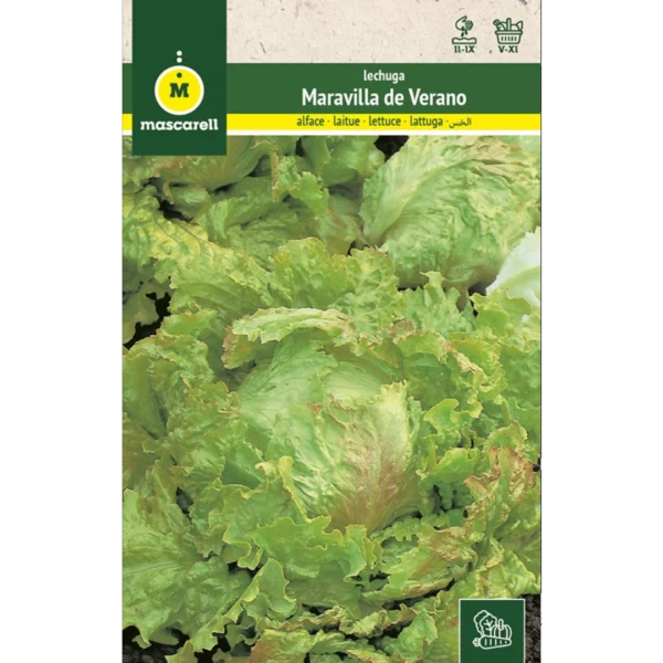 Lechuga maravilla de verano