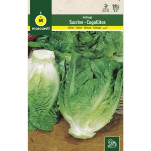 Lechuga sucrine - cogollitos de tudela