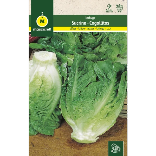 Lechuga sucrine - cogollitos de tudela