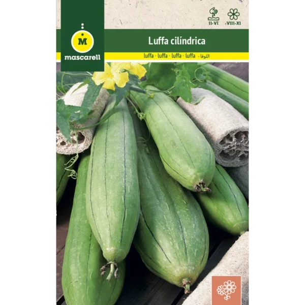 Luffa