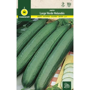 Pepino largo verde holandés